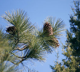 Pine (Pinus jeffreyi) from Wikipedia